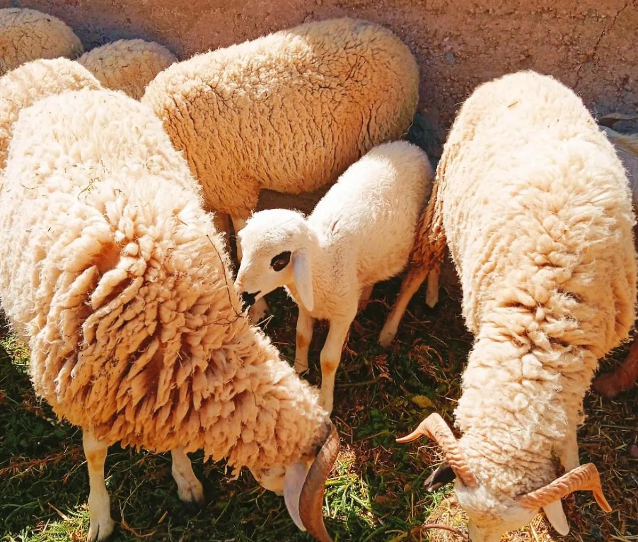 Family Village Marrakech 马拉喀什 农家乐